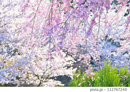 しだれ桜が綺麗で静かな そのまんま公園 しだれ桜が綺麗で静かな そのまんま公園 112767249