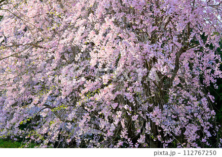 豊田市 そのまんま公園 満開のしだれ桜 豊田市 そのまんま公園 満開のしだれ桜 112767250