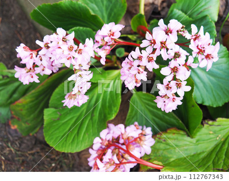 ヒマラヤユキノシタの花 112767343
