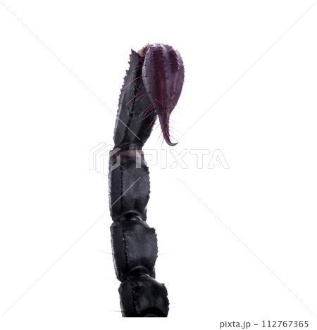 Black scorpions isolated on a white background 112767365