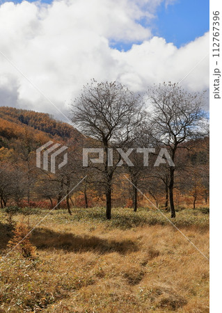 [定額] 秋の入笠山の紅葉の風景 ( 大阿原湿原 ) 112767396
