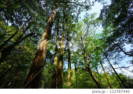 屋久島のそびえ立つ木々を見上げる 112767440