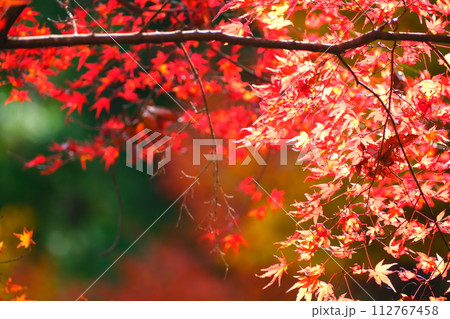 大矢田神社もみじ谷 大矢田神社もみじ谷 112767458