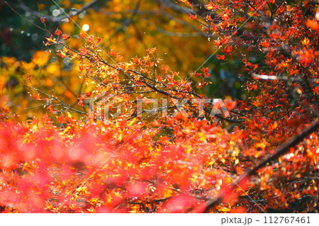 大矢田神社もみじ谷 大矢田神社もみじ谷 112767461