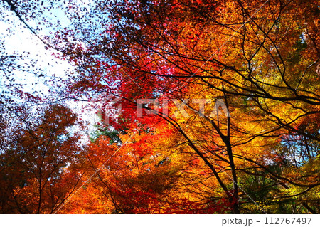 大矢田神社もみじ谷 大矢田神社もみじ谷 112767497