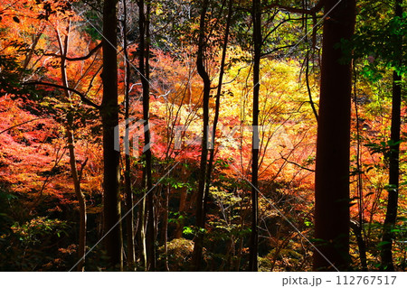 大矢田神社もみじ谷 112767517