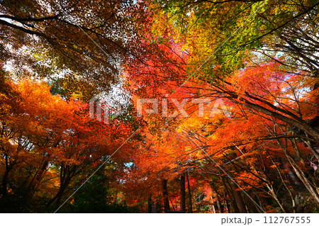 大矢田神社もみじ谷 112767555