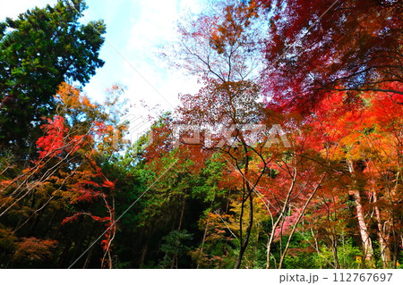 大矢田神社もみじ谷 大矢田神社もみじ谷 112767697