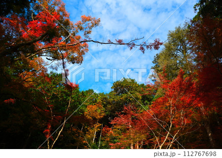 大矢田神社もみじ谷 112767698