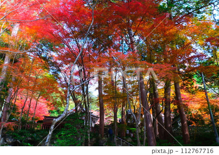 大矢田神社もみじ谷 大矢田神社もみじ谷 112767716