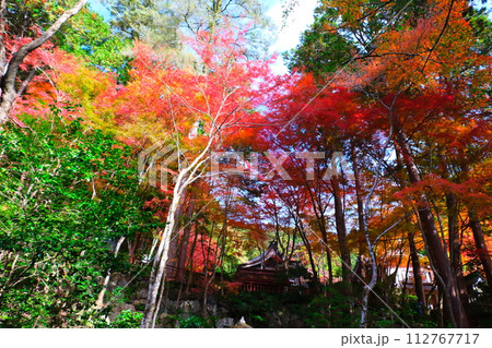 大矢田神社もみじ谷 大矢田神社もみじ谷 112767717