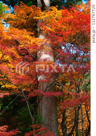 大矢田神社もみじ谷 112767720