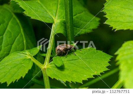 Macro of a Snout Beetle resting on a leaf Macro of a Snout Beetle resting on a leaf 112767751