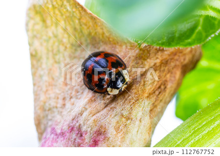 Asian ladybird beetle Namitento, Harmonia axyridis with orange spots on black sitting in the forest green leaves Sunny outdoor close up macro photograph Asian ladybird beetle Namitento, Harmonia axyridis with orange spots on black sitting in the forest green leaves Sunny outdoor close up macro photograph 112767752