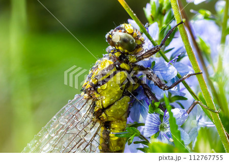 Dragonfly Gomphus vulgatissimus in front of green background macro shot with dew. on the wings. Blue flowers in the morning of a sunny summer day 112767755