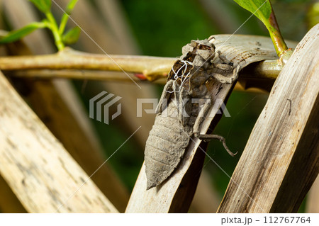 Larval dragonfly grey shell. Nymphal exuvia of Gomphus vulgatissimus. White filaments hanging out of exuvia are linings of tracheae. Exuviae, dried outer casing on blade of grass Larval dragonfly grey shell. Nymphal exuvia of Gomphus vulgatissimus. White filaments hanging out of exuvia are linings of tracheae. Exuviae, dried outer casing on blade of grass 112767764