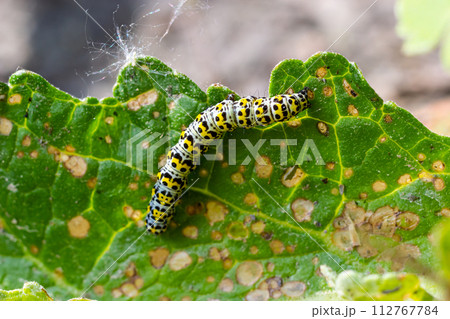 Mullein Cucullia verbasci Caterpillars feeding on garden flower leaves 112767784