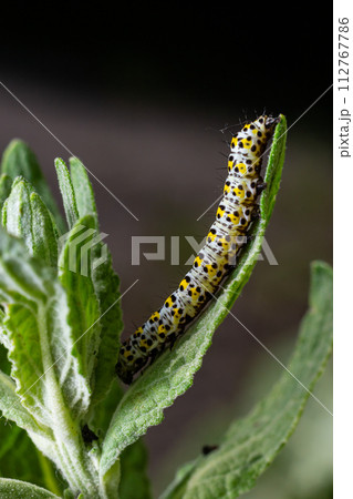 Mullein Cucullia verbasci Caterpillars feeding on garden flower leaves Mullein Cucullia verbasci Caterpillars feeding on garden flower leaves 112767786