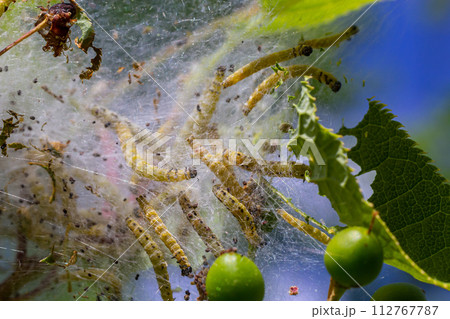 Group of Larvae of Bird-cherry ermine Yponomeuta evonymella pupate in tightly packed communal, white web on a tree trunk and branches among green leaves in summer 112767787