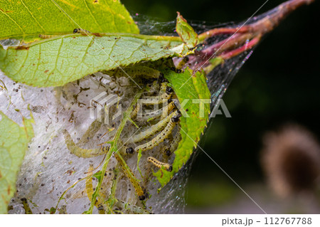 Group of Larvae of Bird-cherry ermine Yponomeuta evonymella pupate in tightly packed communal, white web on a tree trunk and branches among green leaves in summer 112767788