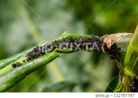 The black bean aphid Aphis fabae is a member of the order Hemiptera. Other common names include blackfly, bean aphid and beet leaf aphid. It is pest of many crops The black bean aphid Aphis fabae is a member of the order Hemiptera. Other common names include blackfly, bean aphid and beet leaf aphid. It is pest of many crops 112767797
