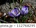 早春の庭先に咲くクロッカス 112768295