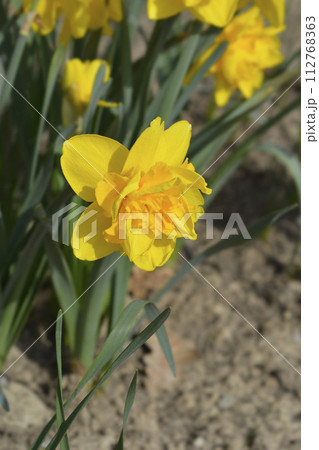 Daffodil Double Power Daffodil Double Power 112768363
