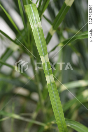 Chinese silver grass Strictus 112768364