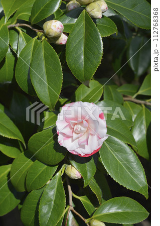 Camellia Camellia 112768368