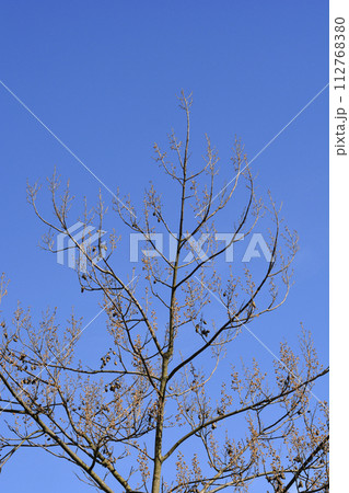 Empress tree Empress tree 112768380