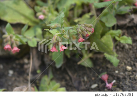 Red lungwort Red lungwort 112768381