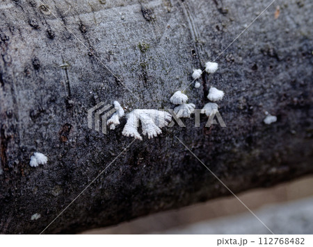 きのこワールド スエヒロタケ科スエヒロタケ きのこワールド スエヒロタケ科スエヒロタケ 112768482