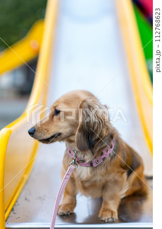 公園で散歩をするダックスフンド 公園で散歩をするダックスフンド 112768623