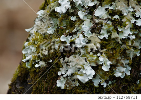 葉上地衣類ウメノキゴケ 葉上地衣類ウメノキゴケ 112768711