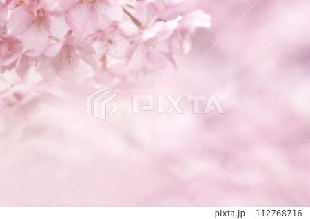 桜のメッセージ 112768716