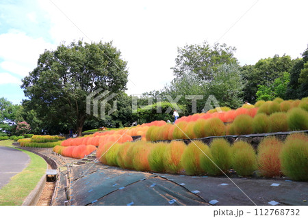 公園に植えられたコキア 公園に植えられたコキア 112768732