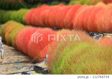 赤く色づいたコキア 赤く色づいたコキア 112768734