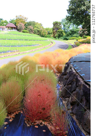 公園に植えられたコキア 公園に植えられたコキア 112768737