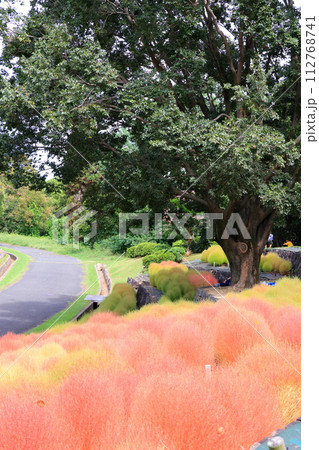 公園に植えられたコキア 公園に植えられたコキア 112768741