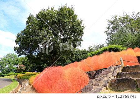 公園に植えられたコキア 112768745