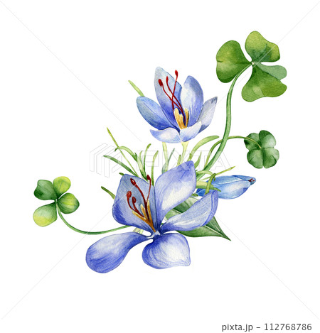 Arrangement of shamrock and crocus watercolor illustration isolated on white. Painted green clover and blue flowers. Irish lucky symbol hand drawn. Design for St.Patricks day postcard, Easter card Arrangement of shamrock and crocus watercolor illustration isolated on white. Painted green clover and blue flowers. Irish lucky symbol hand drawn. Design for St.Patricks day postcard, Easter card 112768786