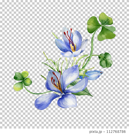 Arrangement of shamrock and crocus watercolor illustration isolated on white. Painted green clover and blue flowers. Irish lucky symbol hand drawn. Design for St.Patricks day postcard, Easter card Arrangement of shamrock and crocus watercolor illustration isolated on white. Painted green clover and blue flowers. Irish lucky symbol hand drawn. Design for St.Patricks day postcard, Easter card 112768786