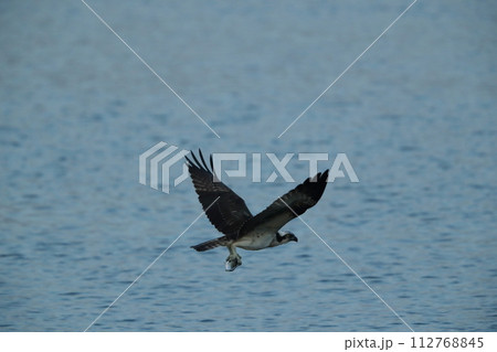ミサゴの狩り 112768845