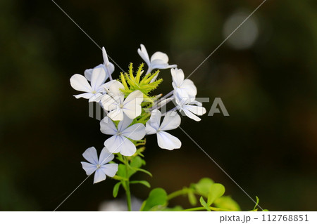 ルリマツリの花 112768851