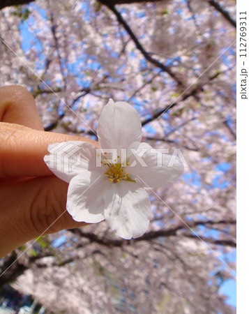 手に持った桜の花 手に持った桜の花 112769311