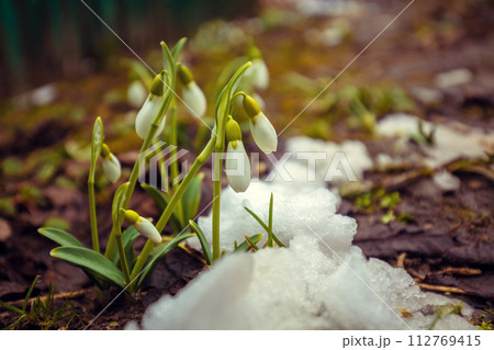 Flowering Galanthus (snowdrops) in early spring Flowering Galanthus (snowdrops) in early spring 112769415
