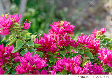 Bougainvillea, Paper flower Bougainvillea hybrida soft focus with blurry background 112769479