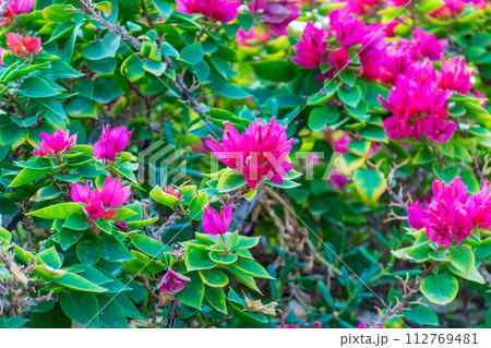 Bougainvillea, Paper flower Bougainvillea hybrida soft focus with blurry background 112769481