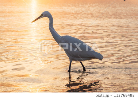 Great egret (Ardea alba), a medium-sized white heron fishing on the sea beach Great egret (Ardea alba), a medium-sized white heron fishing on the sea beach 112769498