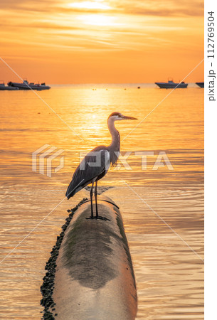 A heron hunting in the sea in the sunset or sunrise light 112769504
